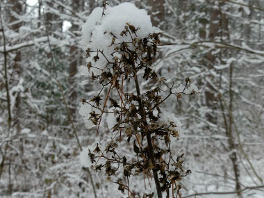 prickly lettuce in winter