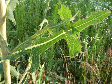 prickly lettuce leaf