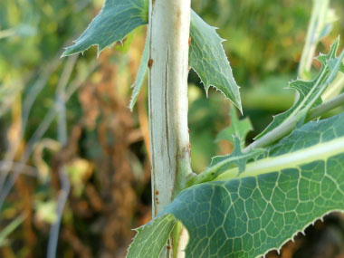 prickly lettuce stem