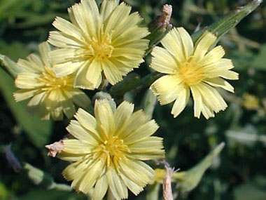 prickly_lettuce flowers