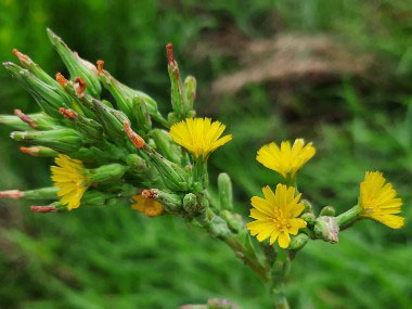 wild lettuce flowers