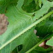 Prickly Lettuce