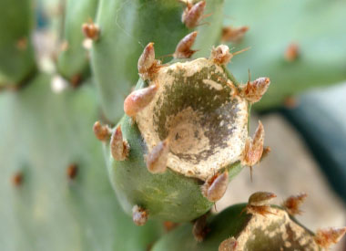 prickly pear cactus growth