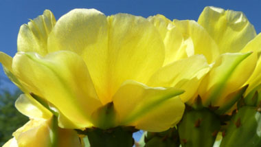 prickly pear flower