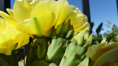 prickly pear new growth