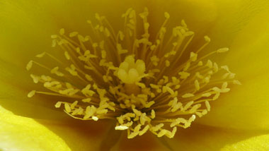 prickly pear stamens