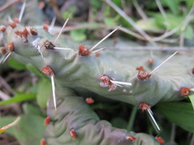 prickly pear