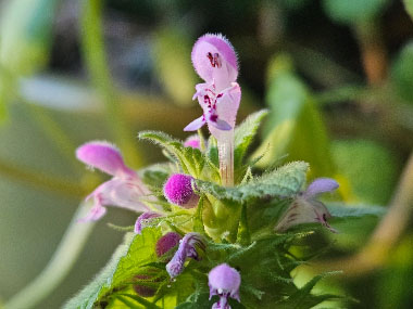 purple deadnettle flower