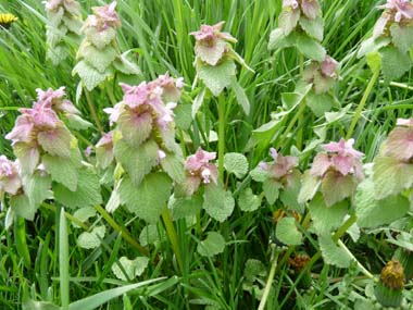 purple deadnettle plants