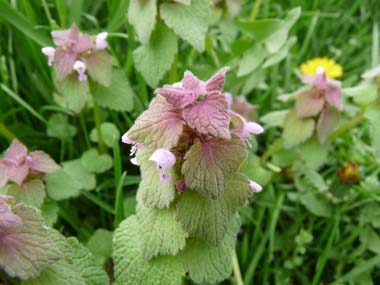 purple deadnettle