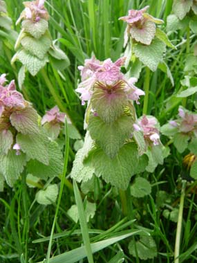 purple deadnettles