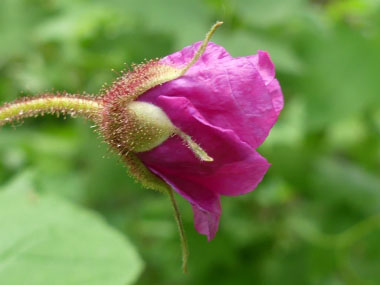 Rubus odoratus flower