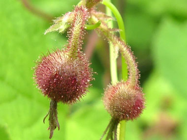 Rubus odoratus