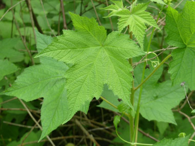 purple flowering raspberry leaves