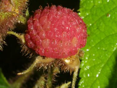 wild raspberry