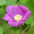 Purple Flowering Raspberry