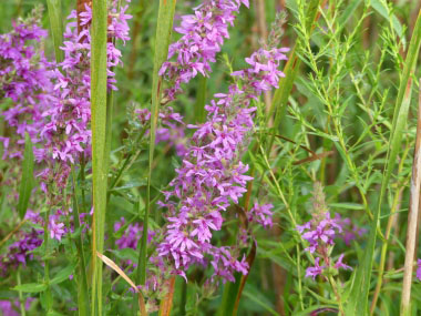 lythrum salicaria