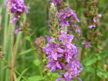 purple loosestrife flower