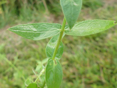 purple loosestrife leaves