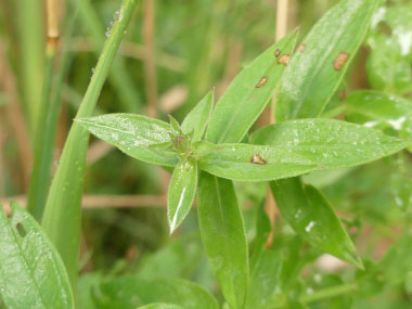 purple loosestrife new growth