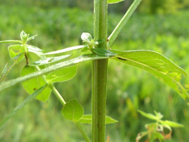 purple loosestrife stem