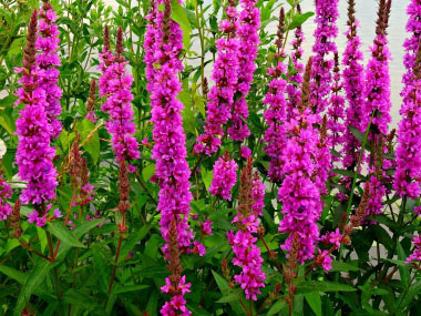 purple loosestrife