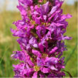 Purple Loosestrife