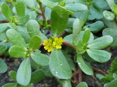 Portulaca oleracea overview