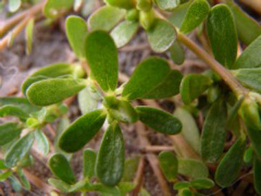 Portulaca oleracea picture
