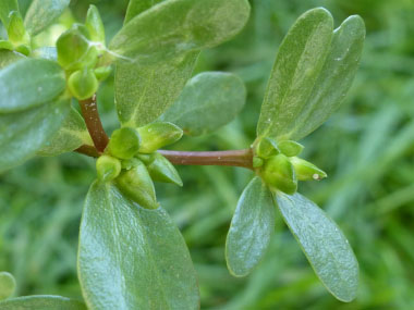 portulaca oleracea flower buds