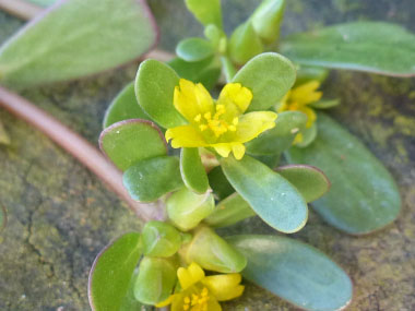 purslane closeup flower