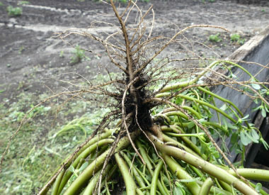 purslane roots