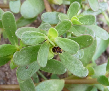 purslane seeds