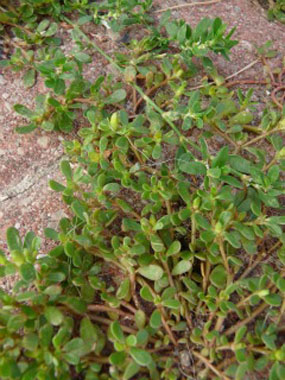 purslane