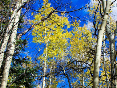 autumn quaking aspen