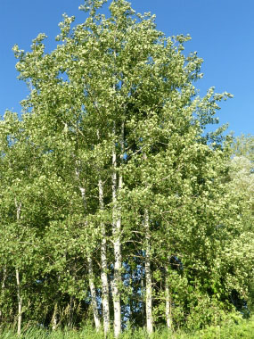 populus tremuloides