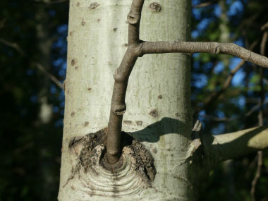 quaking aspen branches