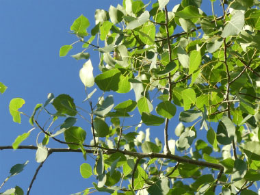 quaking aspen leaves