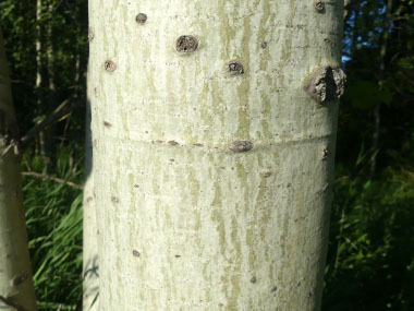 trembling aspen bark