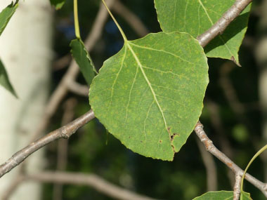 trembling aspen leaf