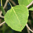 Quaking Aspen