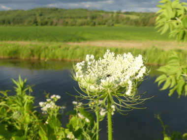 daucus carota flower