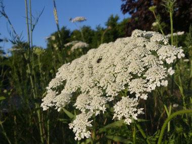 daucus carota flowerhead