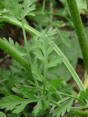 queen annes lace leaves