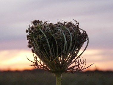 queen annes lace seeds