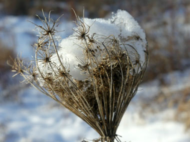 queen annes lace winter