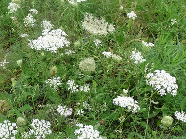 Learn how to identify Queen Anne's Lace, then play with it in the kitchen.