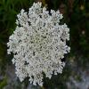 Queen Anne's Lace