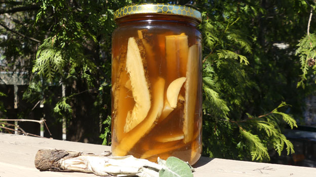 Burdock Root Pickles