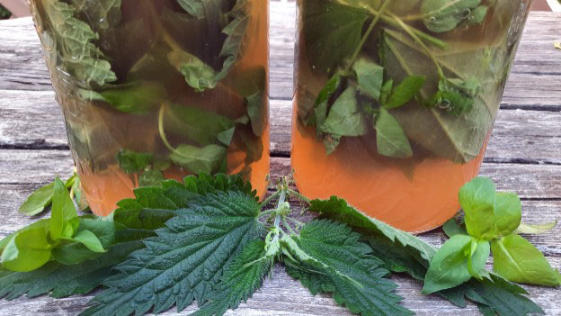 Chickweed and Nettle Vinegar